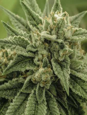 Wedding Cake Cannabis Seeds Rich Flavor Potent Hybrid Effects