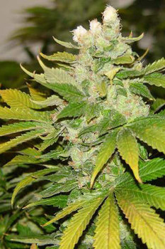Afghani Cannabis Seeds - Authentic Genetics for Robust Growth