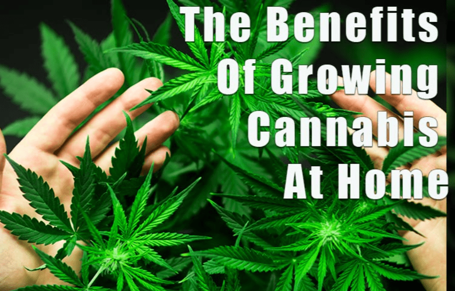 Save Money and Get the Best Quality by Growing Your Own Cannabis