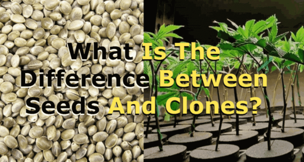 Cannabis clones vs cannabis seeds