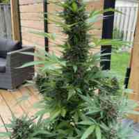 AK47 Cannabis Seeds