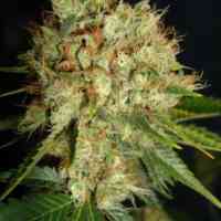 BC Big Bud Cannabis Seeds