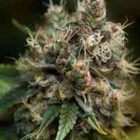 Blueberry Cannabis Seeds