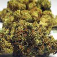 Gorilla Glue Cannabis Seeds