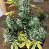 Zkittlez Cannabis Seeds
