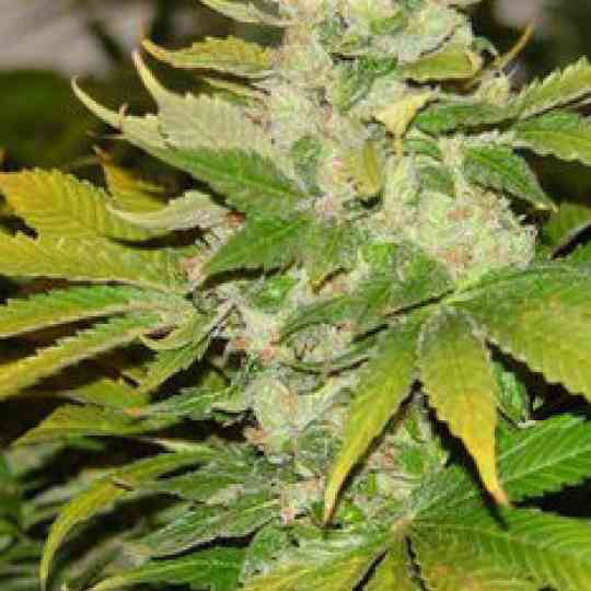 Afghani Cannabis Seeds