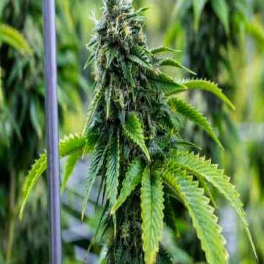 Bruce Banner Cannabis Seeds
