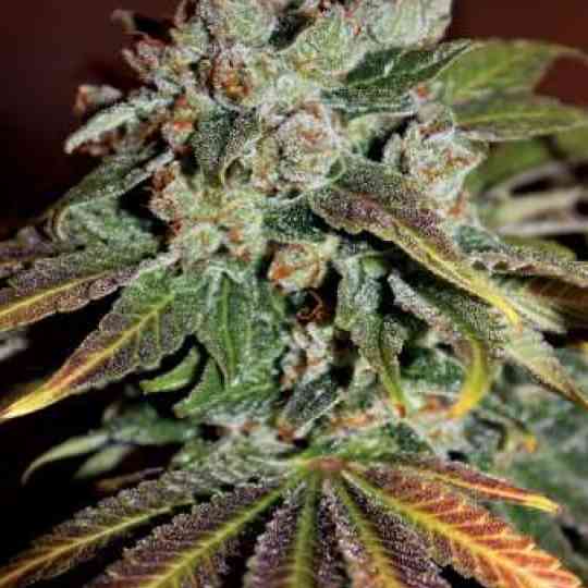 Chemo Cannabis Seeds Chemo Cannabis Seeds