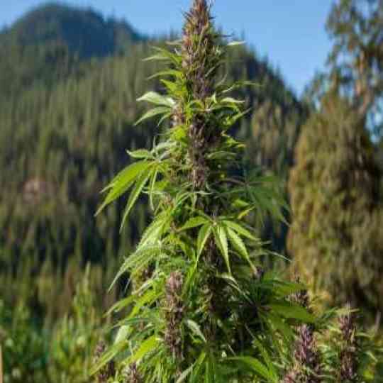 Chocolope Cannabis Seeds