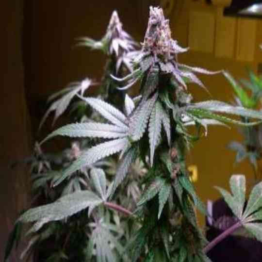 Granddaddy Purple Cannabis Seeds