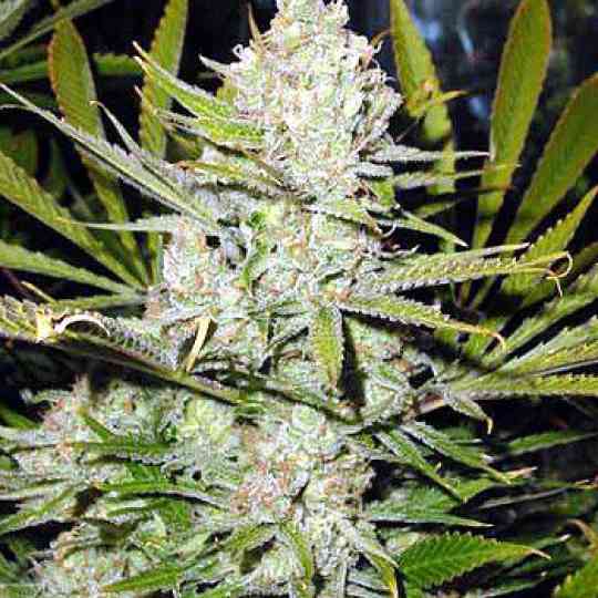 Northern Lights Cannabis Seeds Northern Lights Cannabis Seeds