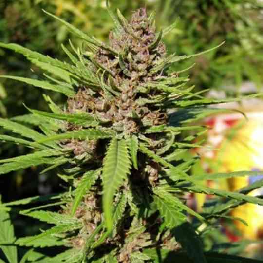 Purple #1 Cannabis Seeds Purple #1 Cannabis Seeds