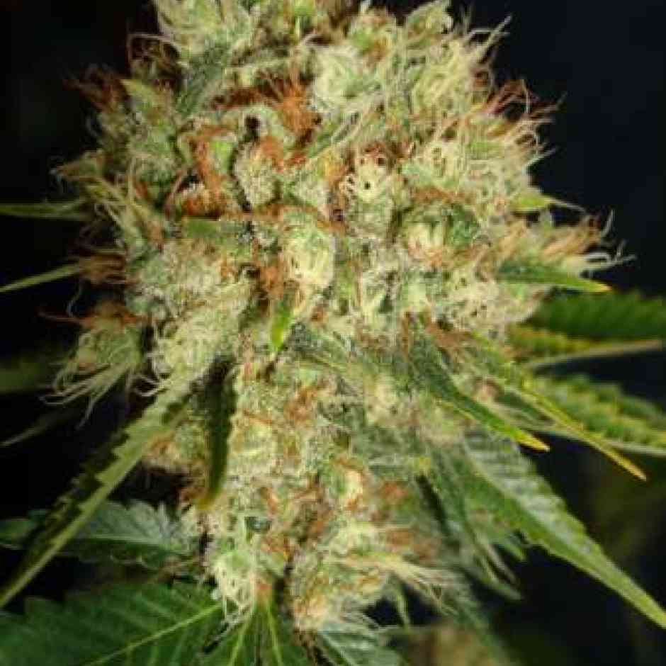 BC Big Bud Cannabis Seeds