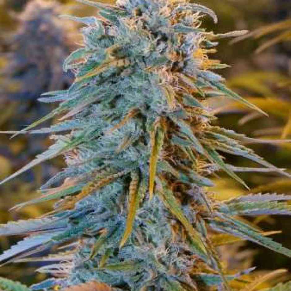 Blue Dream Cannabis Seeds