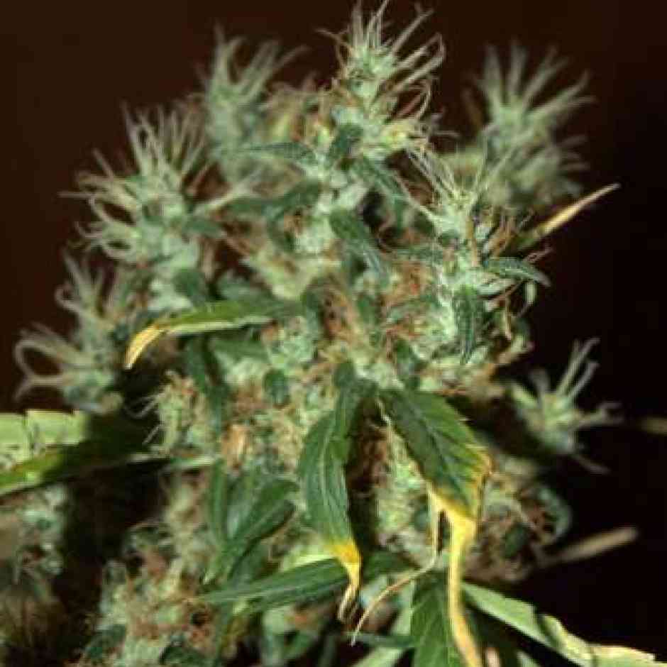 CBD Mango Haze Cannabis Seeds