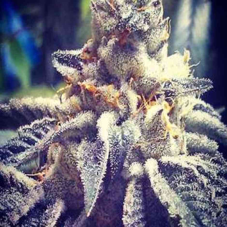Girl Scout Cookies Cannabis Seeds