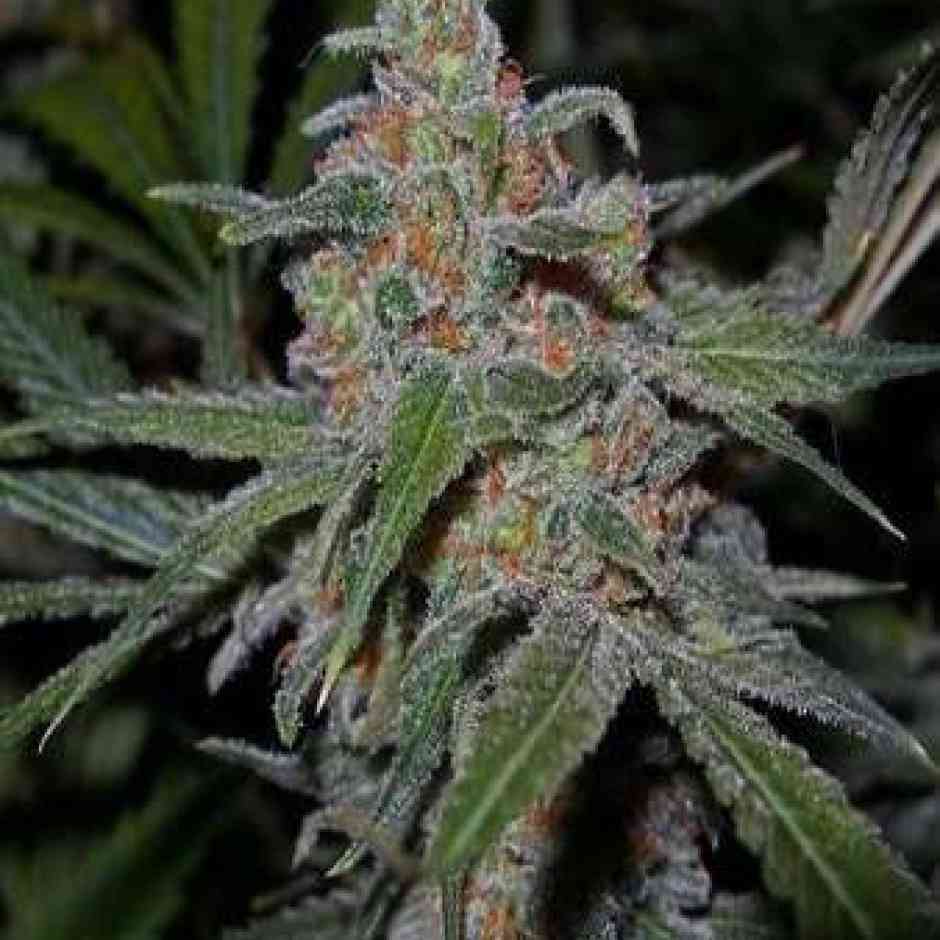 Lemon Skunk Cannabis Seeds