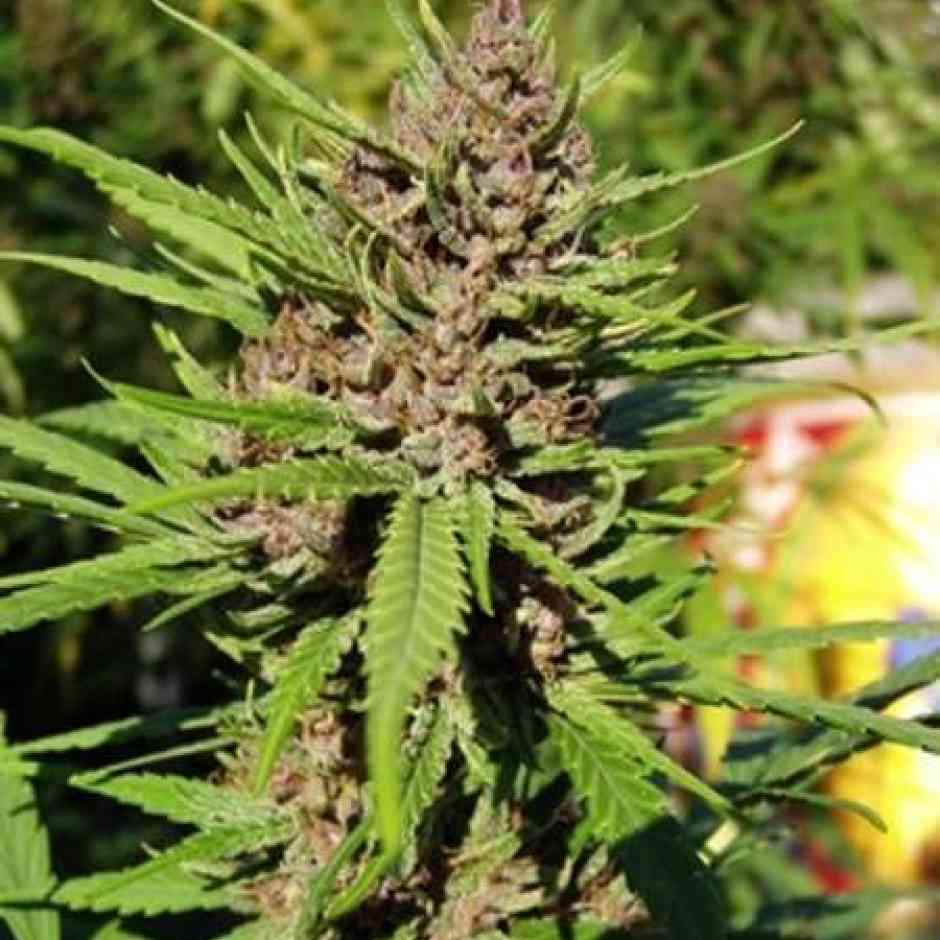 Purple Kush Cannabis Seeds Purple Kush Cannabis Seeds