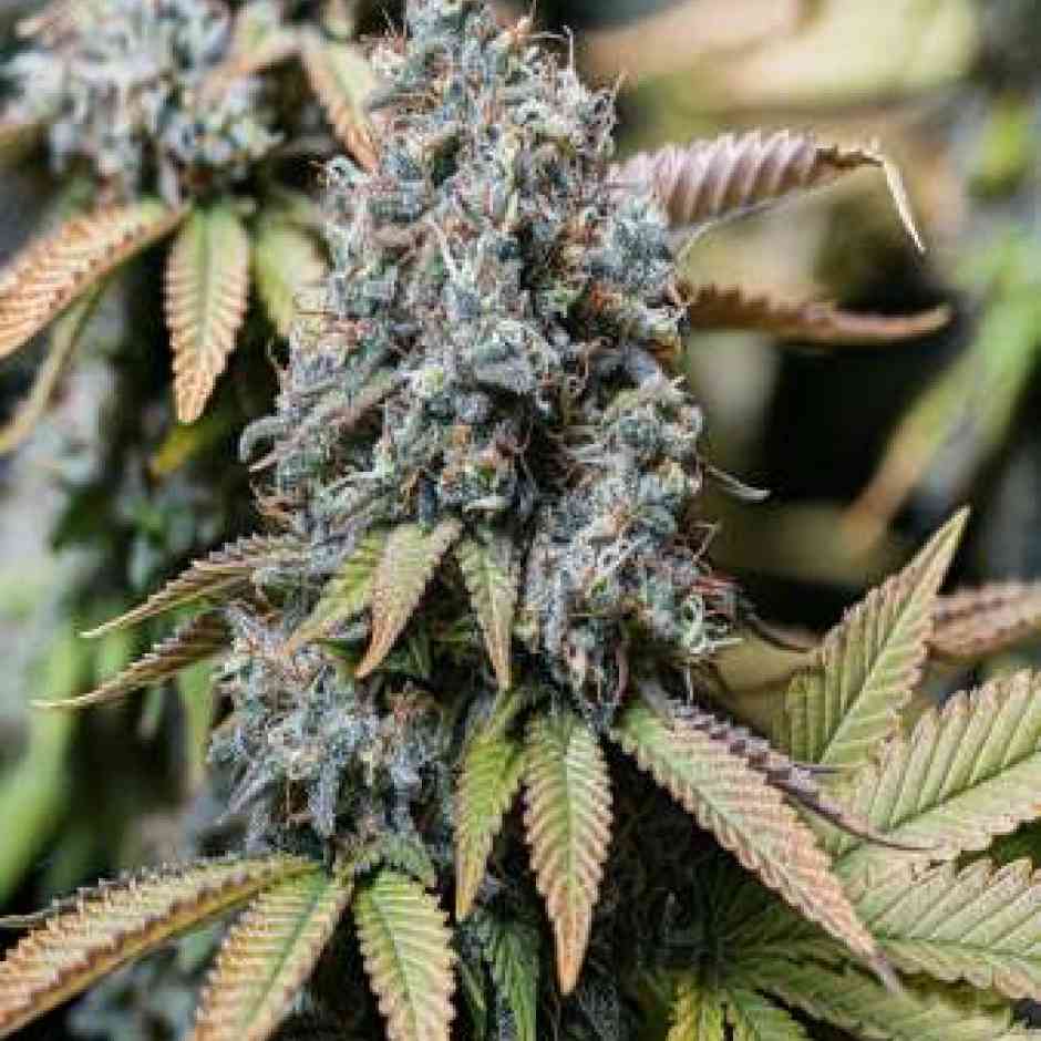 Sour Diesel Cannabis Seeds