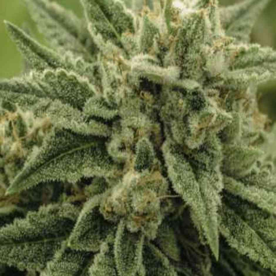 Wedding Cake Cannabis Seeds