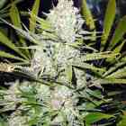 Northern Lights Cannabis Seeds Northern Lights Cannabis Seeds
