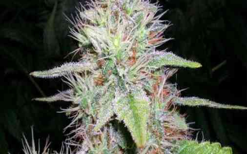 Blue Hawaiian Cannabis Seeds