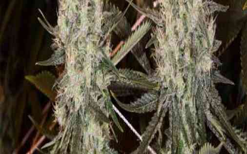Durban Poison Cannabis Seeds