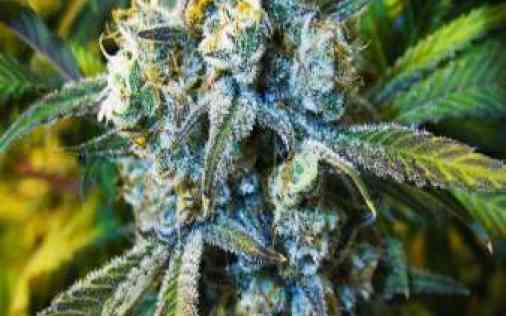 Super Silver Haze Cannabis Seeds