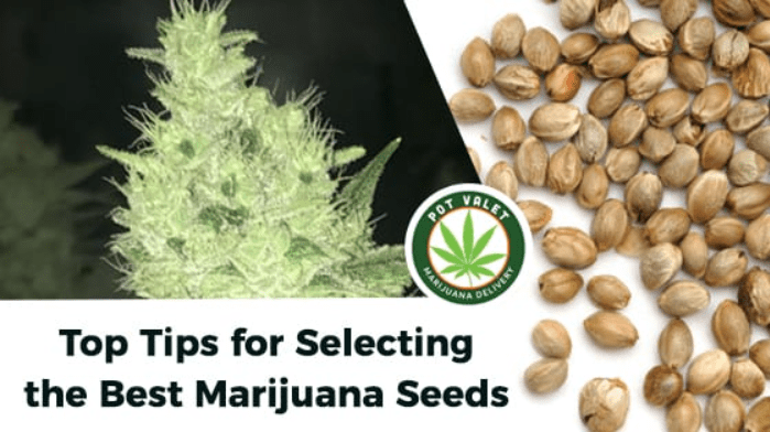 Tips for choosing cannabis seeds