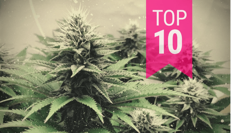 Top 10 cannabis strains of all time